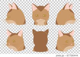 Color dozens of pictures online, including all kids on coloring4all we also suggest printable pages, puzzles, drawing game and connect the dots activities. Face Up Cat Abyssinian Cat No Line Stock Illustration 67786444 Pixta