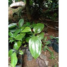 Berikut ini adalah struktur dan ciri jaringan meristem dan. Bibit Pohon Canar Anggur Hutan Dalam Polybag Shopee Indonesia