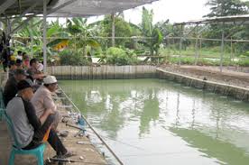 Baraya Afis Harian Galapung Jumat Libur Minggu Event Di Kolam Lomba Kabar Mancing