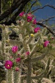 The desert christmas cactus, or tasajillo ( c. Stuff You Didn T Know You Could Do Spring In Sonoran Desert Potted Plants Patio Sonoran Desert Arizona Gardening