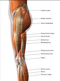 Pain in the tendon after exercising. Lower Leg Nicky Snazell