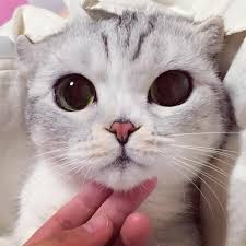 Browse our list of 50 cat breeds to find the perfect cat breed for you, and then find adoptable cats and cat shelters close to you. 10 Photos Of Adorable Big Eyed Japanese Cat Hana Instagram Viral Reckon Talk