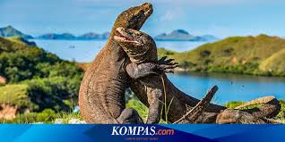 Save pulau komodo.warganet ramai memprotes salah satu foto yang menunjukkan akan dibentuknya pembangunan di dataran luas yang ada di taman nasional komodo itu. Cerita Orang Pulau Komodo Yang Percaya Satu Leluhur Dengan Komodo