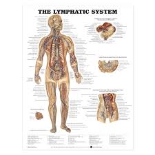 The Lymphatic System Anatomical Chart Poster Paper