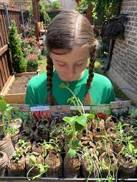 Check spelling or type a new query. How To Plant A Salsa Garden From Seeds Everyday Best