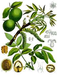 Image result for Juglans