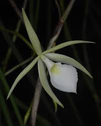 Image result for Crotalaria orthoclada