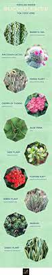 20 Popular Types Of Succulents Ftd Com 63+ different types of succulents you can grow at home, with common and pictures.
