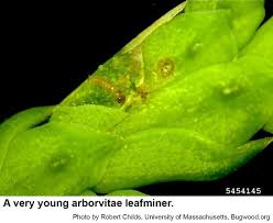 Image result for argyresthia thuiella thuja symptoms