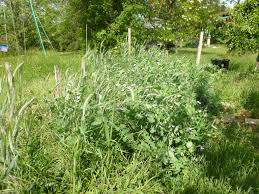 What's the difference between autotroph and heterotroph? Le Pois Fourrager Une Plante A Decouvrir