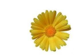 Sie wurde auch bei gelbsucht und hysterie angewandt. Gehort In Jede Haus Und Reiseapotheke Calendula Tinktur Muttis Nahkastchen