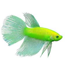 Their colorful scales and long fins make them desirable additions to any home tank. Glofish Electric Green Premium Male Betta Fish Fish Goldfish Betta More Petsmart