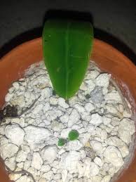 Image result for Mohria vestita