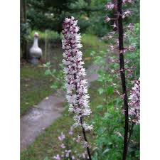 We did not find results for: Cimicifuga Ramosa Atropurpurea Bugbane Paramount Nursery Inc