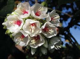 Image result for Dombeya torrida