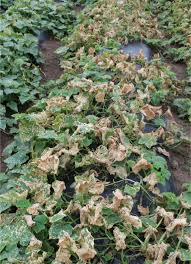 Image result for mildew on cucumbers