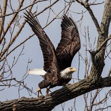 The New York Times On Instagram In Nytopinion Why Does The Bald Eagle The National Bird Of The U S Mean So Much To Americans Co Bald Eagle Birds Eagle