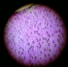 Ini pengertian, gambar, struktur, bagian organel sel hewan dan fungsinya lengkap. Laporan Praktikum Biologi Struktur Sel Hewan
