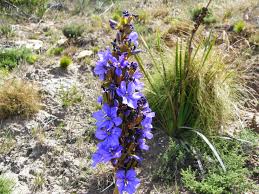 Image result for Aristea