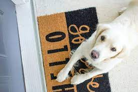 Golden retriever puppies fpr gud home. 10 Best Golden Retriever Breeders In Ohio Legit Only