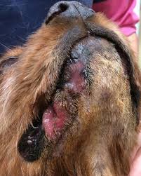Image result for scrotum dog skin peeling