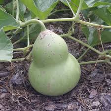 Image result for calabash