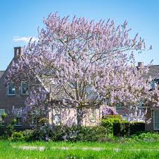 Image result for Jatropha seineri