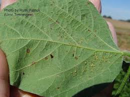 The action threshold is >250 soybean aphids per plant, which can be determined by using our sampling method. Soybean Aphid Ut Crops Pest Guides