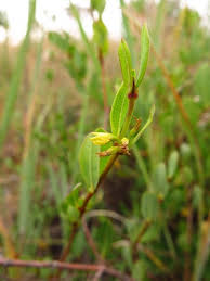 Image result for Cryptolepis oblongifolia