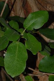 Image result for Ficus stuhlmannii