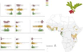 Image result for Lannea edulis