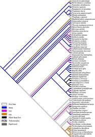 Image result for Lophiocarpus polystachyus