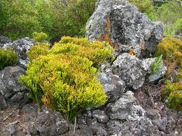 Image result for Psilotum nudum