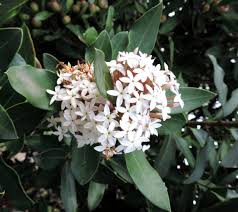 Image result for Acokanthera oblongifolia