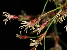 Image result for Bulbostylis trabeculata