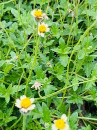 Image result for Tridax