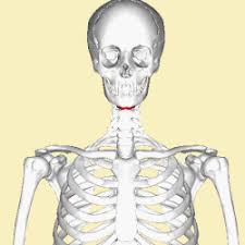 Image result for Hyoid Bone