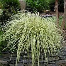 Image result for Carex