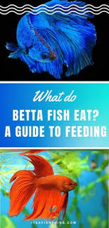 What Do Betta Fish Eat A Guide To Feeding Betta Fish Betta Fish Betta Betta Fish Toys