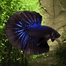 Male black orchid crowntail betta live tropical freshwater fish tank bettas. Acheter Betta Male Halfmoon Black Orchid Environ 6 Cm Sur La Boutique Fishfish Achat En Ligne Et Livraison Rapide