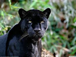 Black Panther Black Jaguar Animal Panther Facts Rainforest Animals
