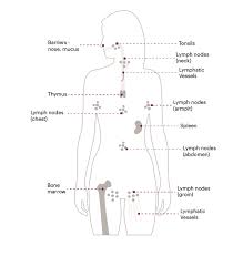 Image result for Lymphoma