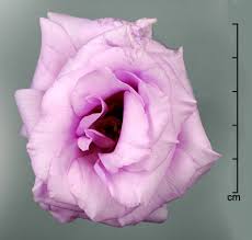 Image result for eustoma flamenco