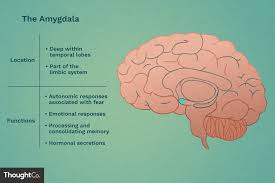Amygdalas Location And Function