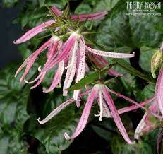 Pin On Sun Perennials