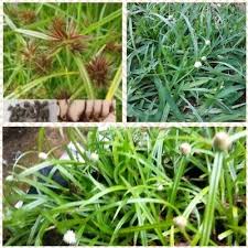 Image result for Cyperus nduru