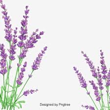 Petalos De Lavanda Plantas Herbacea Shooting Petalos De Lavanda Petalos Lavanda Flores Beautiful Flowers Lavender Flowers Lavender Petals