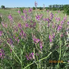 Image result for Dichilus reflexus