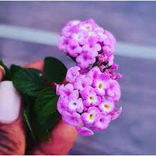 Tidak perlu diterangkan bentuk bunga ini kerana ia sangat terkenal di seluruh malaysia. Jual Biji Bunga Matahari Ungu Terbaru Lazada Co Id