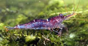 Mini Blue Bee Tropical Fish Tanks Freshwater Aquarium Shrimp Aquarium Fish